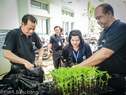 ไฟล์แนบ จากเมล็ดพันธุ์ สู่ต้นกล้าหนึ่ง ๑,๕๐๐ ต้น "ดาวเรืองเพื่อพ่อ"