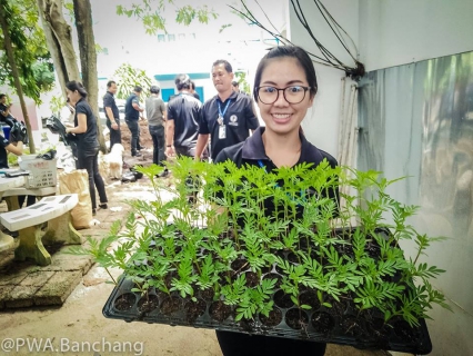 ไฟล์แนบ จากเมล็ดพันธุ์ สู่ต้นกล้าหนึ่ง ๑,๕๐๐ ต้น "ดาวเรืองเพื่อพ่อ"