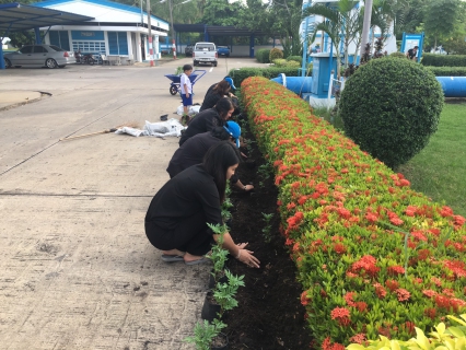 ไฟล์แนบ กปภ.สาขาสมุทรสงคราม ร่วมปลูกต้นดาวเรือง ถวายเป็นราชสักการะเนื่องในพระราชพิธีถวายพระเพลิงพระบรมศพพระบาทสมเด็จพระปรมินทรมหาภูมิพลอดุลยเดช 