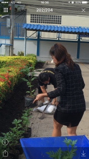 ไฟล์แนบ กปภ.สาขาสมุทรสงคราม ร่วมปลูกต้นดาวเรือง ถวายเป็นราชสักการะเนื่องในพระราชพิธีถวายพระเพลิงพระบรมศพพระบาทสมเด็จพระปรมินทรมหาภูมิพลอดุลยเดช 