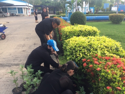 ไฟล์แนบ กปภ.สาขาสมุทรสงคราม ร่วมปลูกต้นดาวเรือง ถวายเป็นราชสักการะเนื่องในพระราชพิธีถวายพระเพลิงพระบรมศพพระบาทสมเด็จพระปรมินทรมหาภูมิพลอดุลยเดช 
