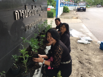 ไฟล์แนบ กปภ.สาขาสมุทรสงคราม ร่วมปลูกต้นดาวเรือง ถวายเป็นราชสักการะเนื่องในพระราชพิธีถวายพระเพลิงพระบรมศพพระบาทสมเด็จพระปรมินทรมหาภูมิพลอดุลยเดช 