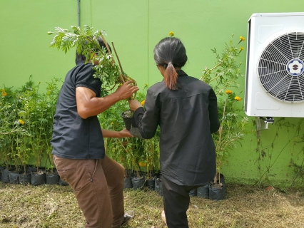 ไฟล์แนบ กปภ.สาขาสมุทรสงคราม มอบต้นดาวเรืองให้กับสำนักงานเกษตรจังหวัดสมุทรสงคราม เพื่อนำไปใช้ประดับรอบพระเมรุมาศจำลอง