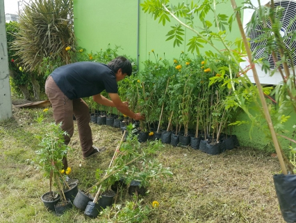 ไฟล์แนบ กปภ.สาขาสมุทรสงคราม มอบต้นดาวเรืองให้กับสำนักงานเกษตรจังหวัดสมุทรสงคราม เพื่อนำไปใช้ประดับรอบพระเมรุมาศจำลอง