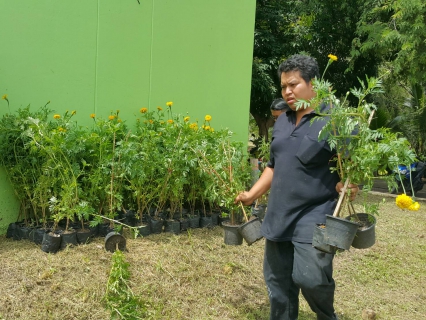 ไฟล์แนบ กปภ.สาขาสมุทรสงคราม มอบต้นดาวเรืองให้กับสำนักงานเกษตรจังหวัดสมุทรสงคราม เพื่อนำไปใช้ประดับรอบพระเมรุมาศจำลอง