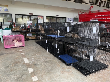 ไฟล์แนบ กปภ.ข.4 ร่วมบริการน้ำดื่มในกิจกรรมของมูลนิธิเพื่อสุนัขในซอย (Soi Dog Foundation) 
