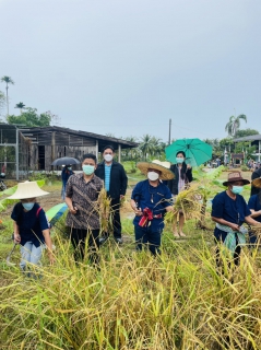 ไฟล์แนบ การประปาส่วนภูมิภาคสาขาระโนด ร่วมกิจกรรมวันเคียว เกี่ยวข้าว