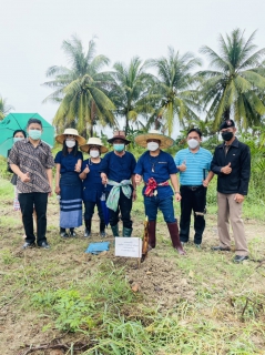 ไฟล์แนบ การประปาส่วนภูมิภาคสาขาระโนด ร่วมกิจกรรมวันเคียว เกี่ยวข้าว