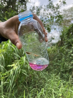 ไฟล์แนบ การประปาส่วนภูมิภาคสาขากาญจนดิษฐ์  ลงพื้นที่สำรวจ หาท่อแตกท่อรั่วท่อส่งน้ำขนาด 700 มิลลิเมตร ตั้งแต่สถานีจ่ายน้ำพลายวาส ไปยังสามแยกบ้านใน สถานีผลิตน้ำบ้านใน