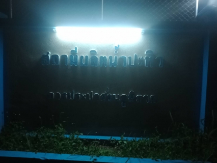 ไฟล์แนบ การประปาส่วนภูมิภาคสาขาท่าแซะ ดำเนินการปรับปรุงแก้ไขระบบแสงสว่างโรงเก็บและจ่ายสารเคมีและไฟแสงสว่างป้ายและไฟแสงสว่างถนน โรงกรองน้ำปะทิว 