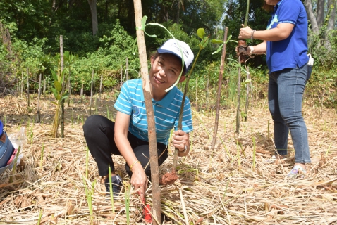 ไฟล์แนบ กปภ.สาขาระยอง ร่วมกิจกรรมปลูกป่าชายเลนและปล่อยพันธุ์ปู
