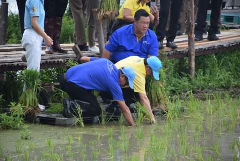 ไฟล์แนบ กปภ.สาขาระยอง ร่วมกิจกรรมจิตอาสา "ปลูกวันแม่ เกี่ยวันพ่อ"