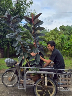 ไฟล์แนบ กปภ.สาขาขนอม จัดกิจกรรม วันรักต้นไม้ประจำปีของชาติ พ.ศ. 2568 เพื่อสืบสานเจตนารมณ์อนุรักษ์ทรัพยากรธรรมชาติ 