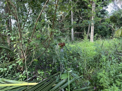 ไฟล์แนบ กปภ.สาขาหลังสวน รักษาคุณภาพน้ำประปาใสสะอาด ดำเนินการตามแผนระบายตะกอนในเส้นท่อ ประจำเดือน พฤศจิกายน 2568 