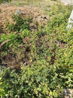 ไฟล์แนบ กปภ.สาขาด่านช้าง ลงพื้นที่ทำกิจกรรมลดน้ำสูญเสียเชิงรุก (ALC)