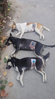 ไฟล์แนบ กปภ.สาขาปากท่อ ร่วมกับ ปศุสัตว์อำเภอฯ ลงพื้นที่ทำหมันสุนัข-แมวจร ณ สถานีผลิตน้ำไพรสะเดา เพื่อความเป็นระเบียบเรียบร้อย