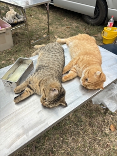 ไฟล์แนบ กปภ.สาขาปากท่อ ร่วมกับ ปศุสัตว์อำเภอฯ ลงพื้นที่ทำหมันสุนัข-แมวจร ณ สถานีผลิตน้ำไพรสะเดา เพื่อความเป็นระเบียบเรียบร้อย