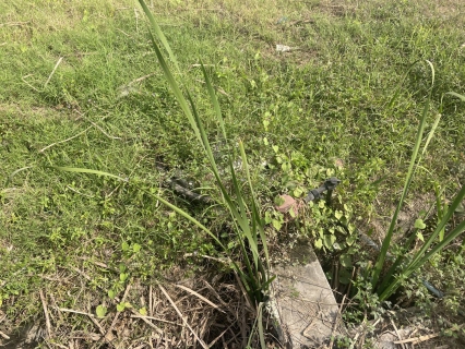 ไฟล์แนบ กปภ.สาขาด่านช้าง ลงพื้นที่ทำกิจกรรมลดน้ำสูญเสียเชิงรุก (ALC) 