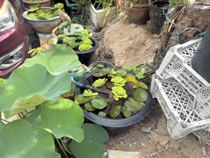 ไฟล์แนบ กปภ.สาขาพัทยา ลงพื้นที่ตรวจสอบข้อร้องเรียนกรณีน้ำประปาพบหนอนแดง ยืนยันไม่เกิดจากระบบผลิตน้ำประปา