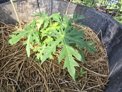 ไฟล์แนบ กปภ.สาขาสมุทรสาคร (พ) สืบสานโครงการ ประปานี้มีรัก ปลูกผักกินเอง อย่างต่อเนื่อง หนุนลดการใช้พลังงานและส่งเสริมเศรษฐกิจพอเพียง