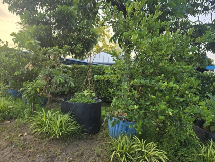 ไฟล์แนบ กปภ.สาขาสมุทรสาคร (พ) สืบสานโครงการ ประปานี้มีรัก ปลูกผักกินเอง อย่างต่อเนื่อง หนุนลดการใช้พลังงานและส่งเสริมเศรษฐกิจพอเพียง