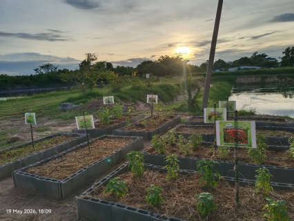 ไฟล์แนบ กปภ.สาขาพนัสนิคม จัดทำโครงการ "ปลูกผักสวนครัวรั้ว กปภ ...เพิ่มพื้นที่สีเขียว"
