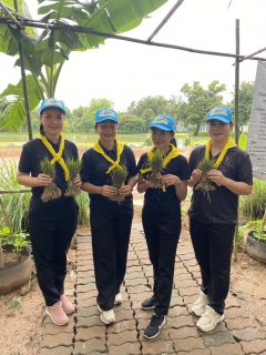 ไฟล์แนบ กปภ.สาขามหาสารคาม เข้าร่วมกิจกรรมจิตอาสาลงแขกดำนา เฉลิมพระเกียรติพระบาทสมเด็จพระเจ้าอยู่หัว เนื่องในโอกาสวันเฉลิมพระชนมพรรษา 28 กรกฎาคม 2569 พร้อมปล่อยพันธุ์ปลาและปลูกผักสวนครัว 
