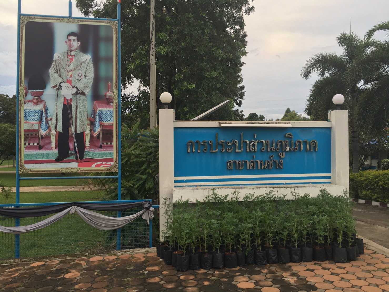 กปภ.สาขาด่านช้างร่วมกันจัดหาต้นดาวเรืองร่วมงานพระราชพิธีถวาย พระเพลิงพระบรมศพฯ